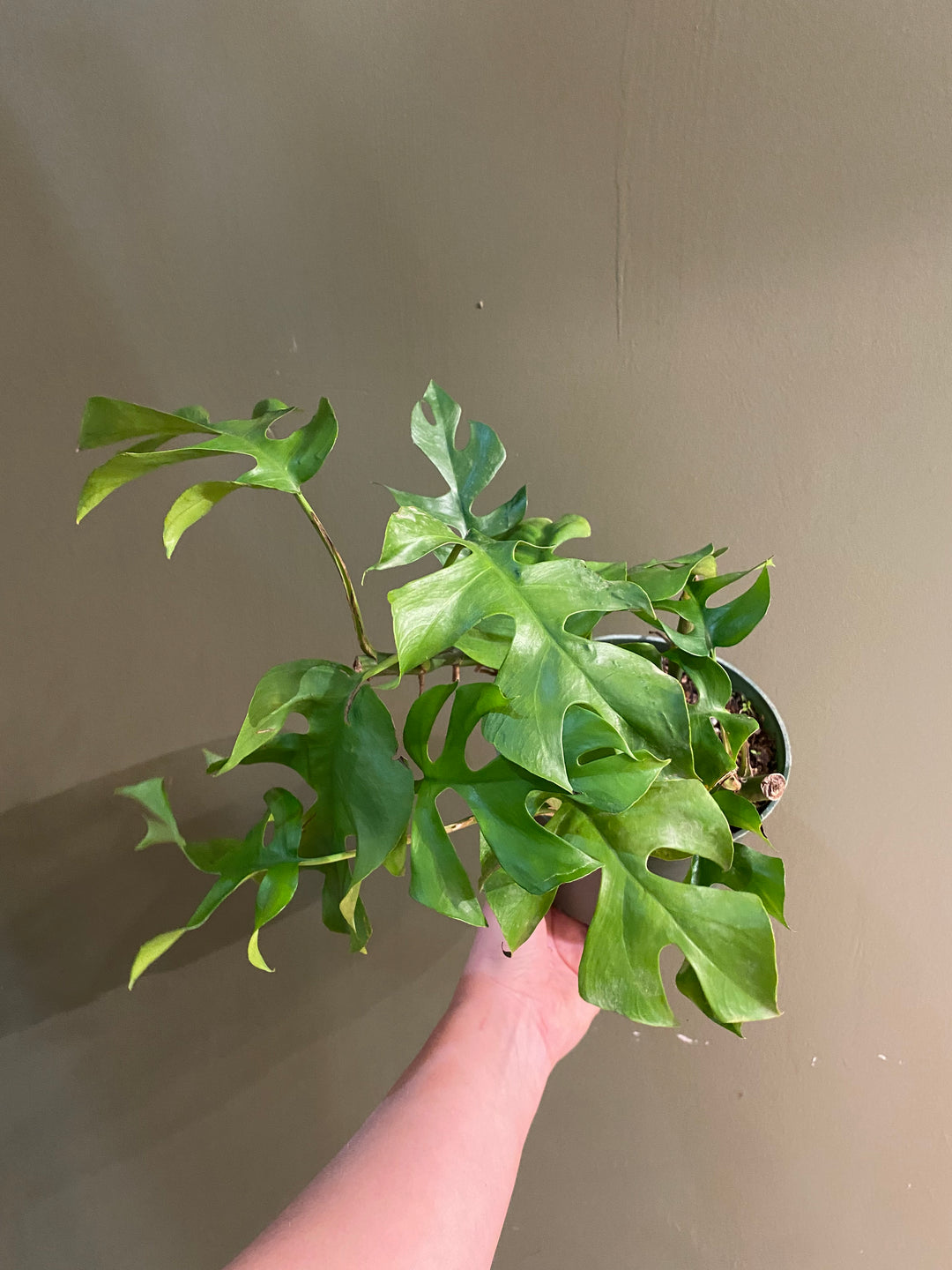 Mini Monstera