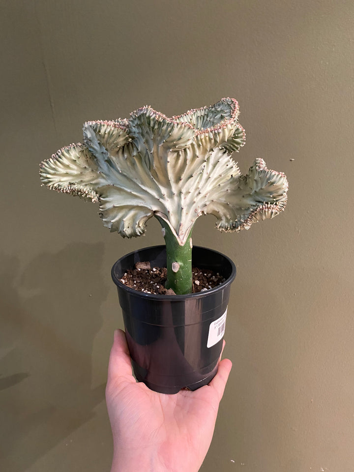 Euphorbia Lactea 'Mermaid Tail'