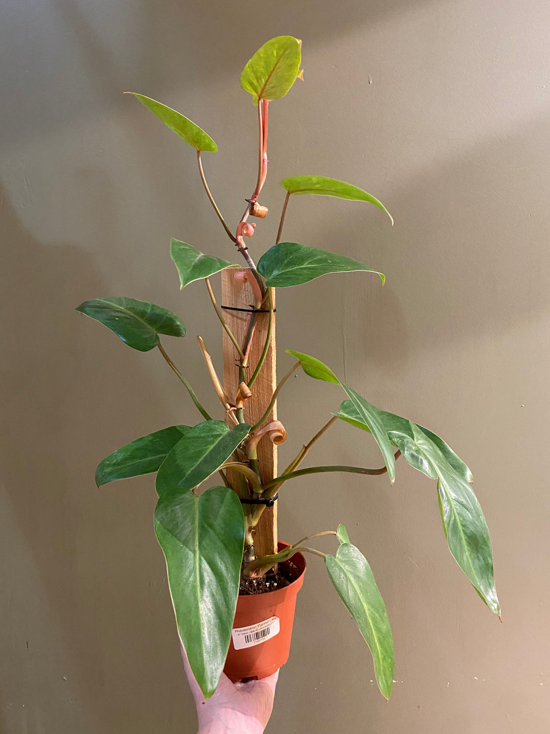 Philodendron 'Painted Lady'