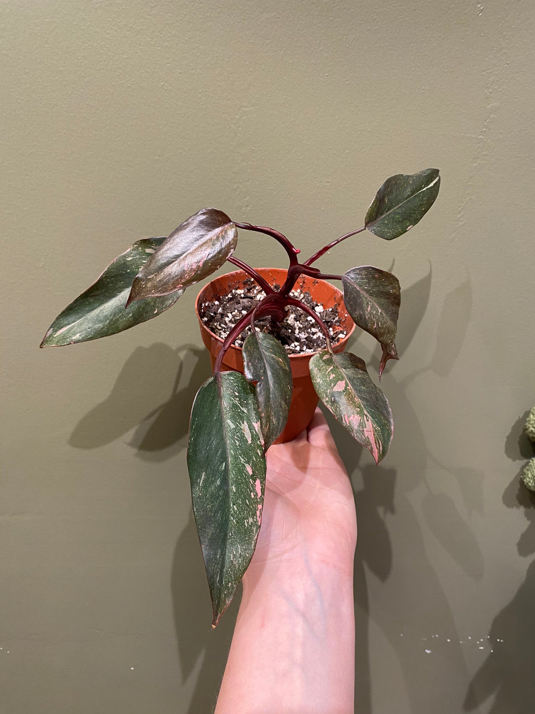 Philodendron Pink Princess