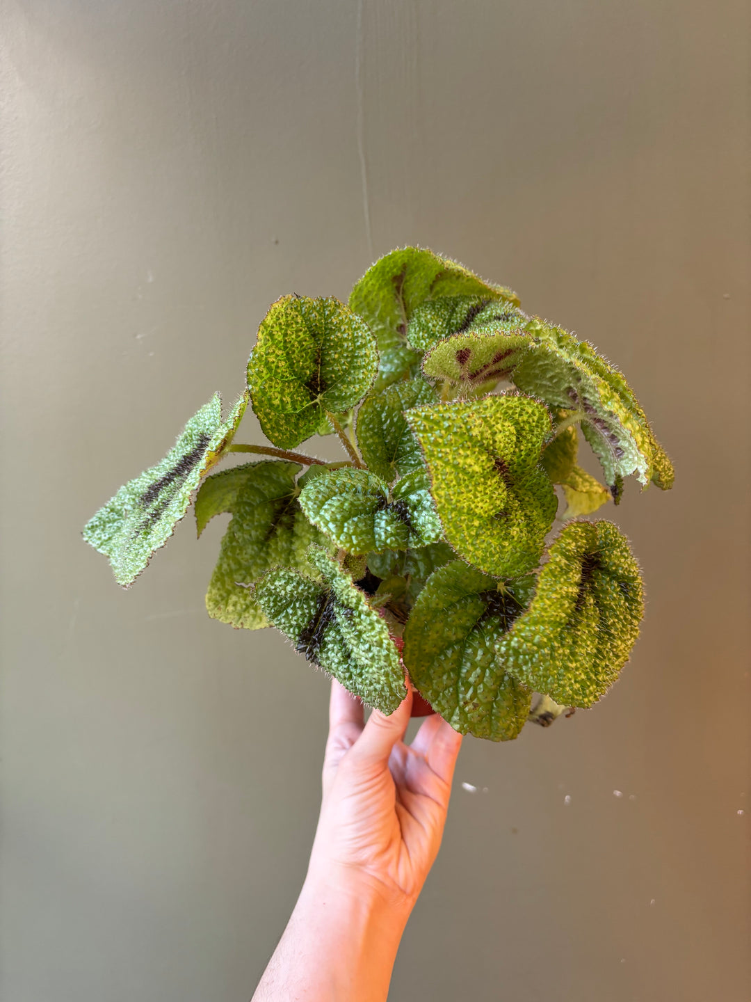 Begonia 'Iron Cross'