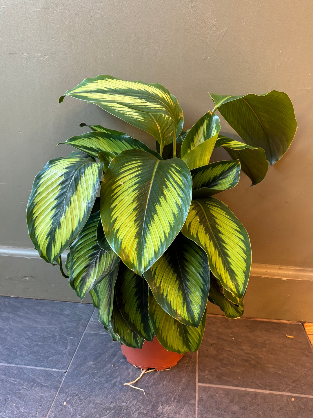 Calathea 'Beauty Star'