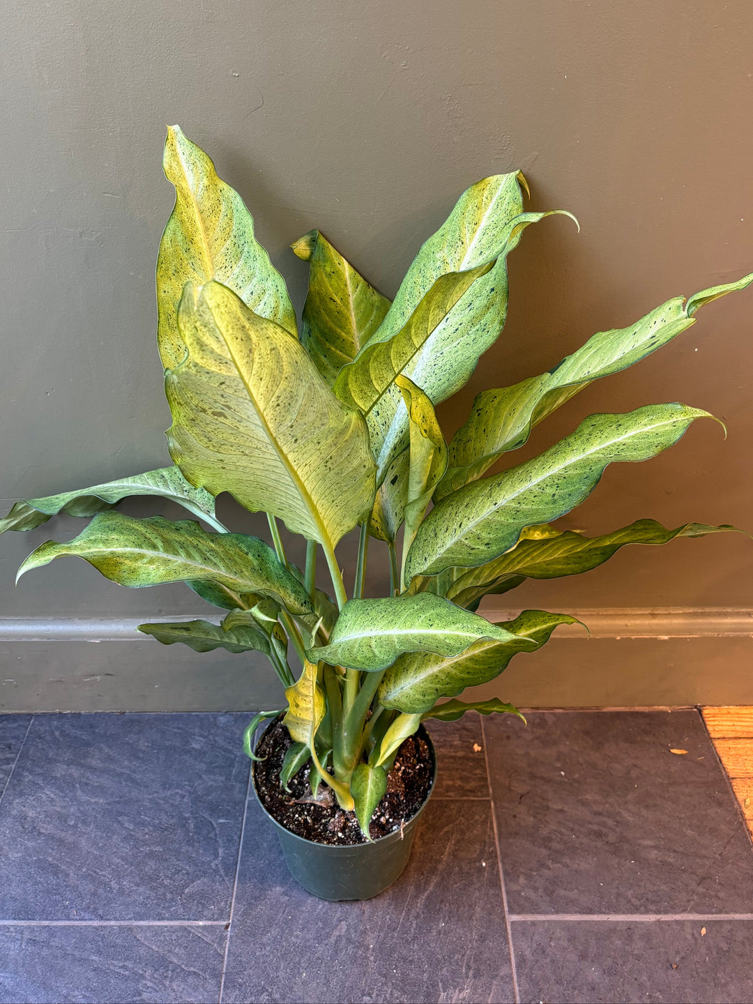 Dieffenbachia 'Camouflage'