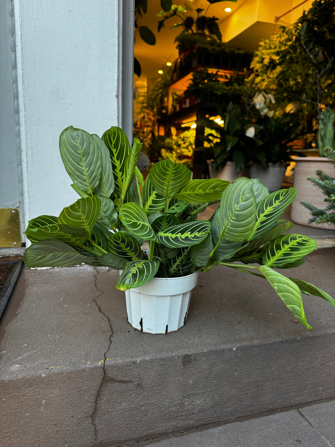 Maranta 'Lemon Lime'