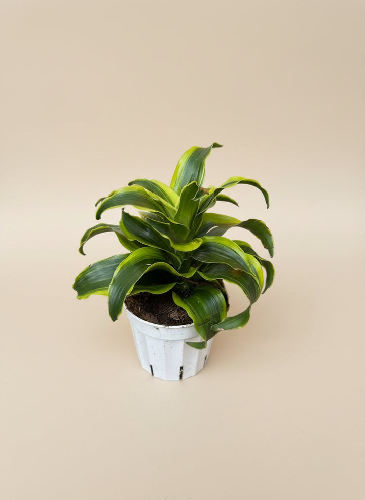 Dracaena 'Tornado'