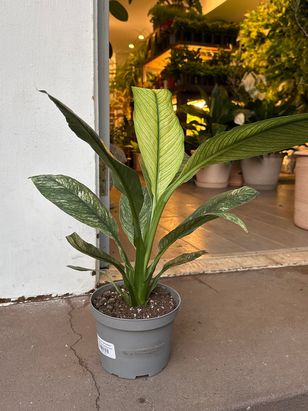 Peace Lily 'Sensation'