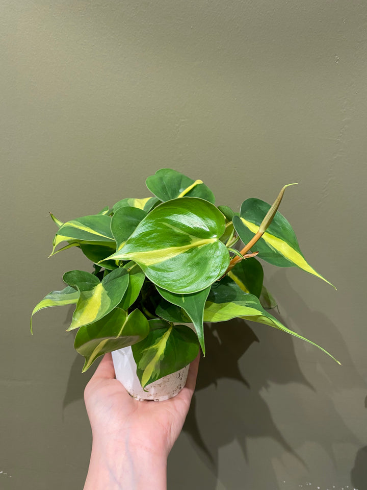 Philodendron Brasil