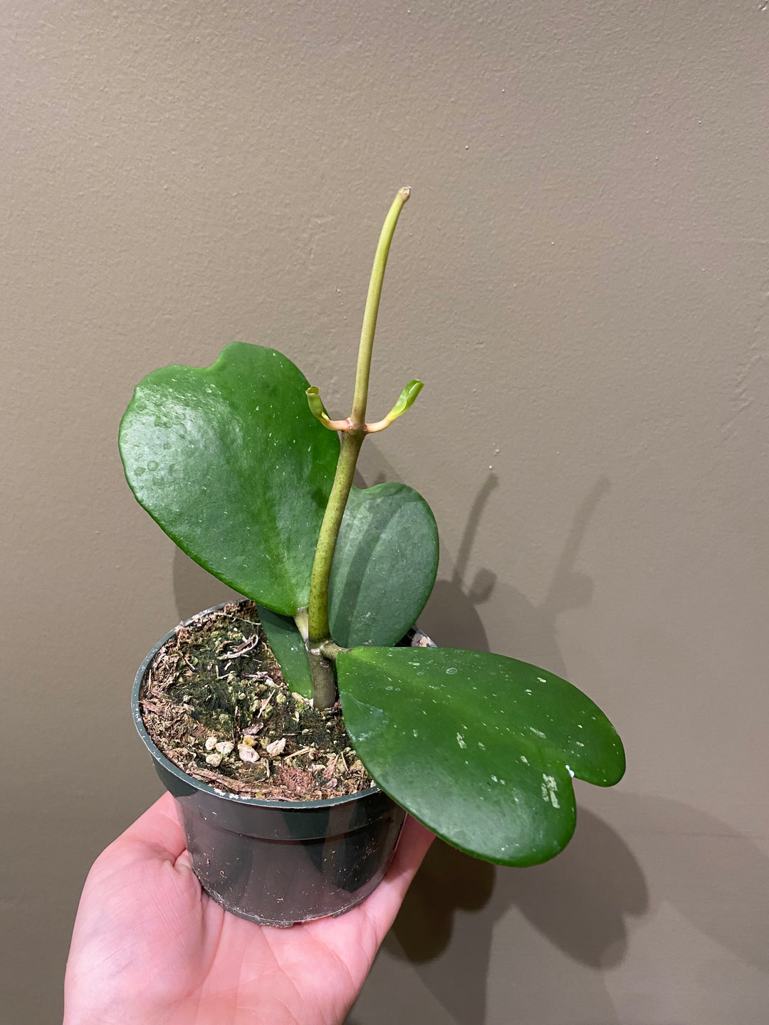 Hoya Kerrii w/ Node