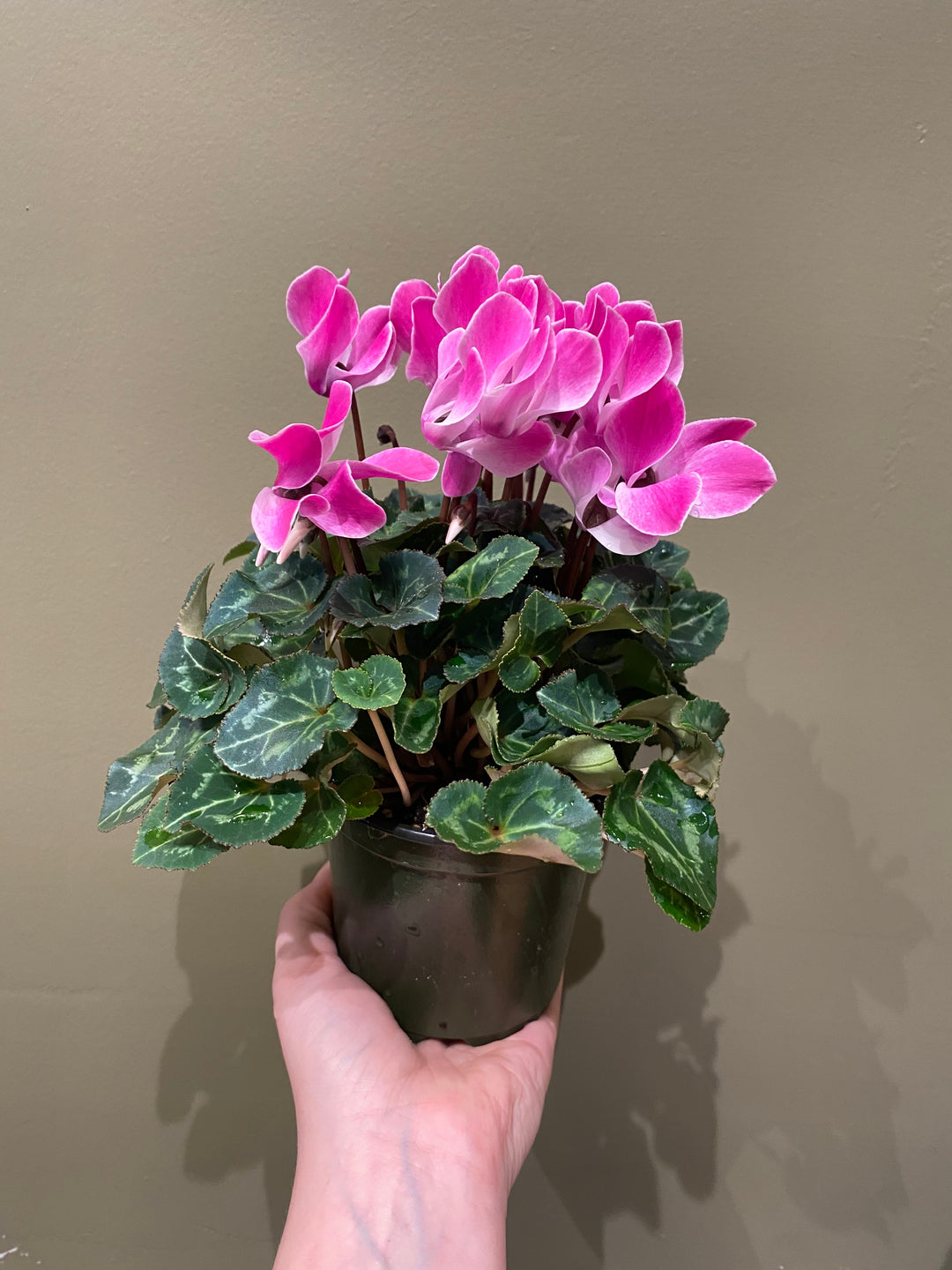 Cyclamen