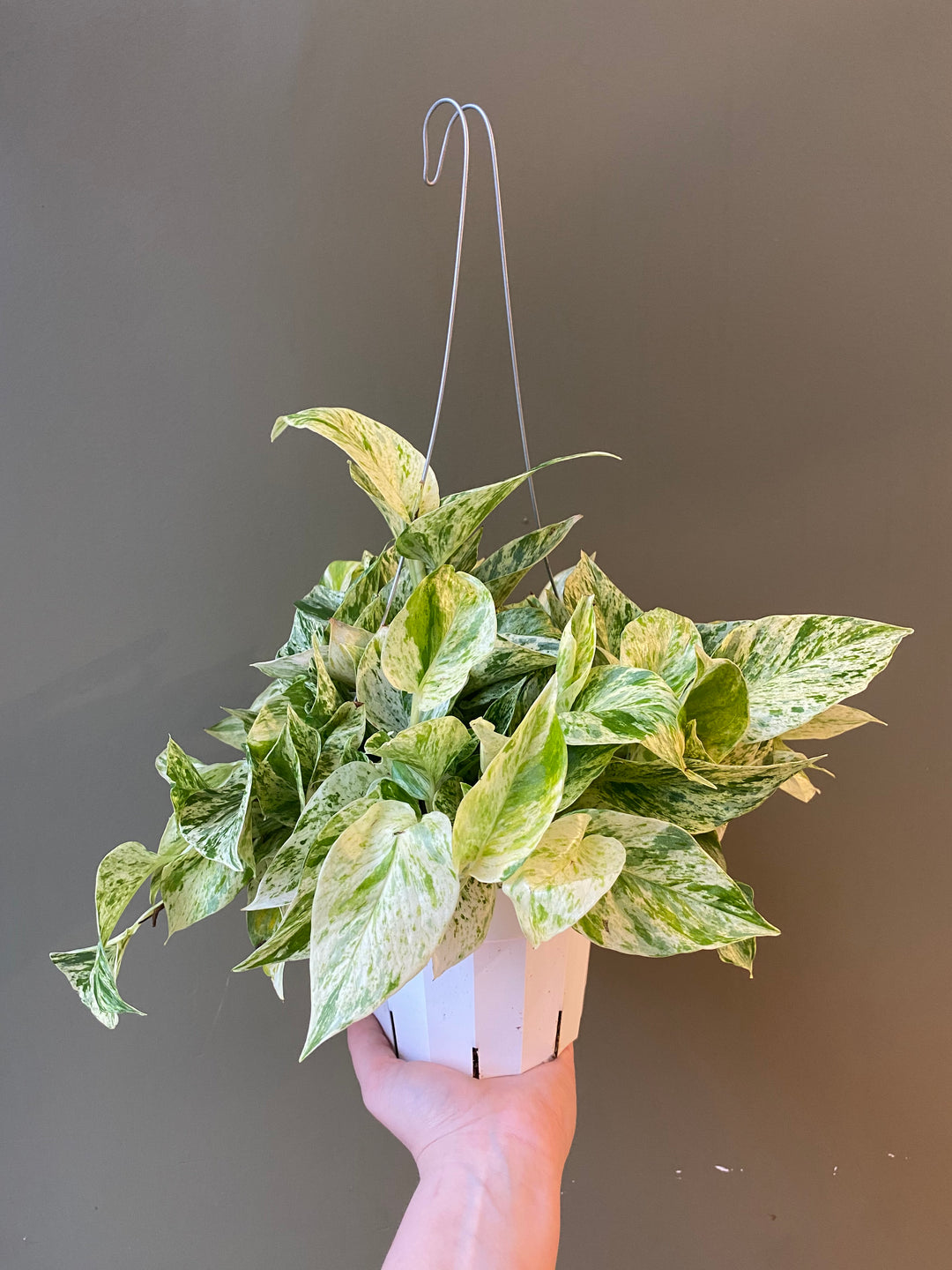 Snow Queen Pothos