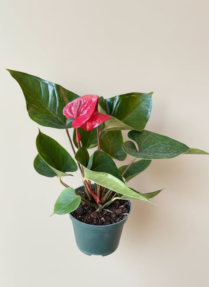Blooming Anthurium