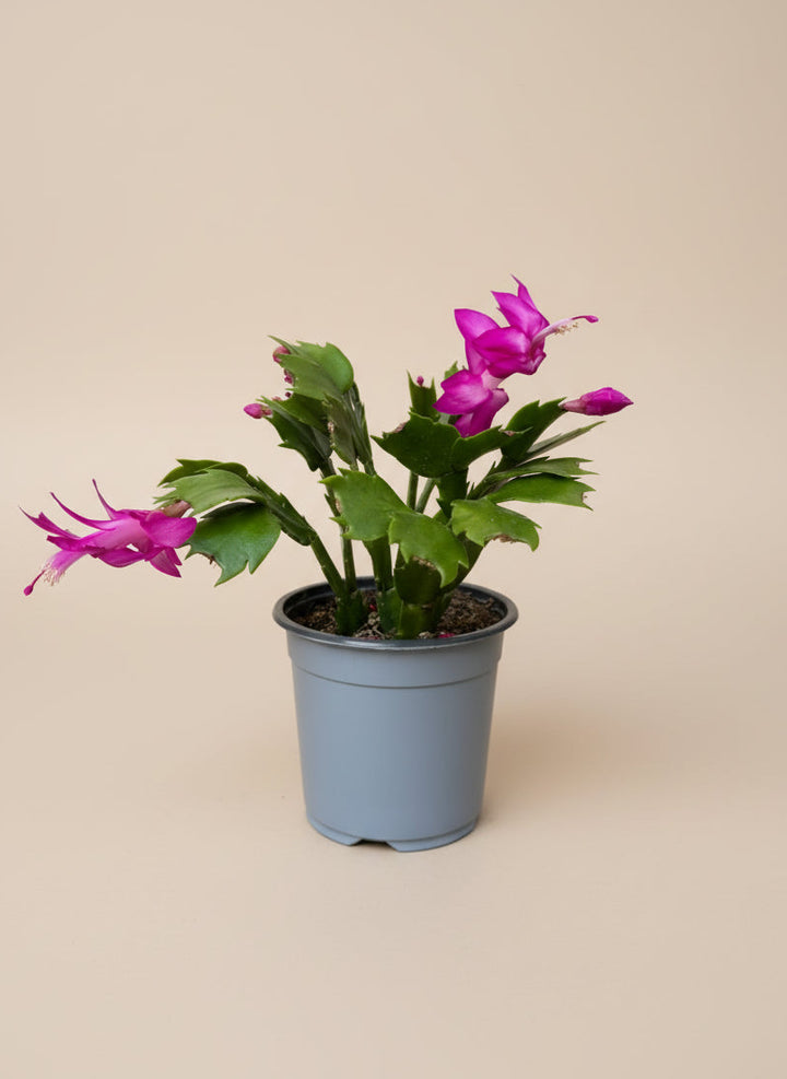Christmas Cactus
