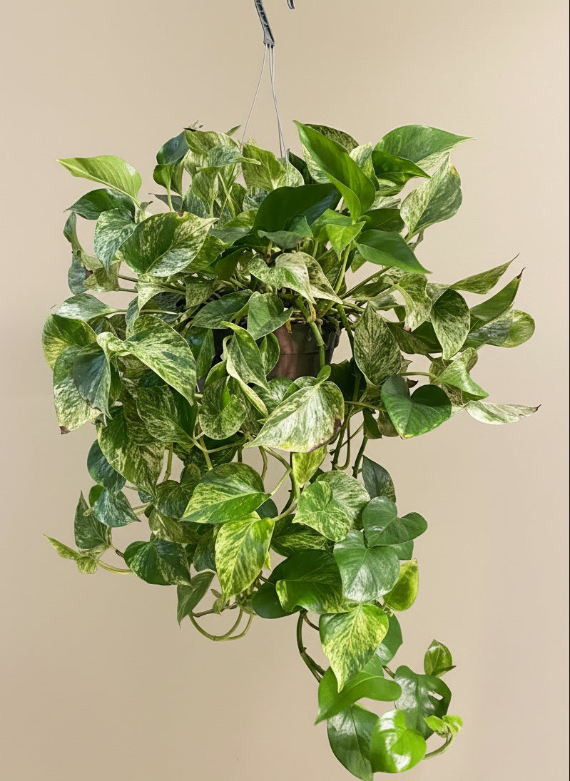 Marble Queen Pothos