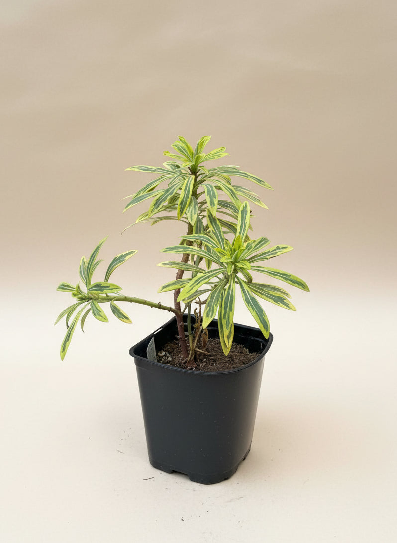 Euphorbia Ascot Rainbow