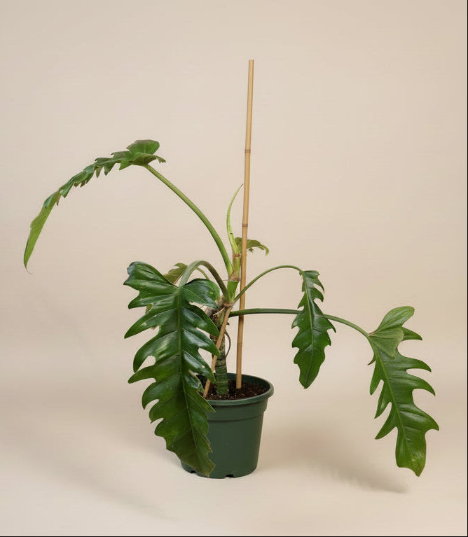 Philodendron Jungle Boogie