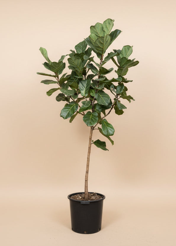 Fiddle Leaf Fig
