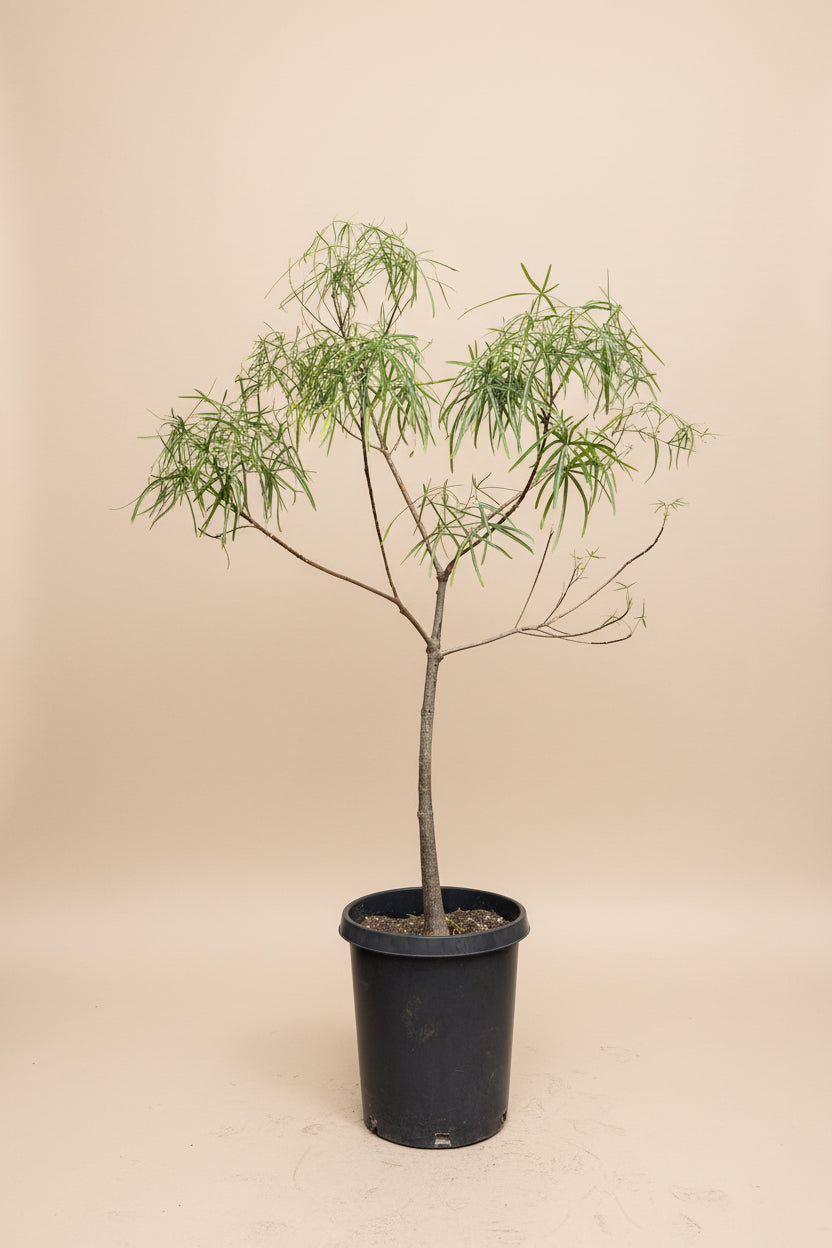australian bottle tree bonsai Australian Bottle Tree - 10" pot