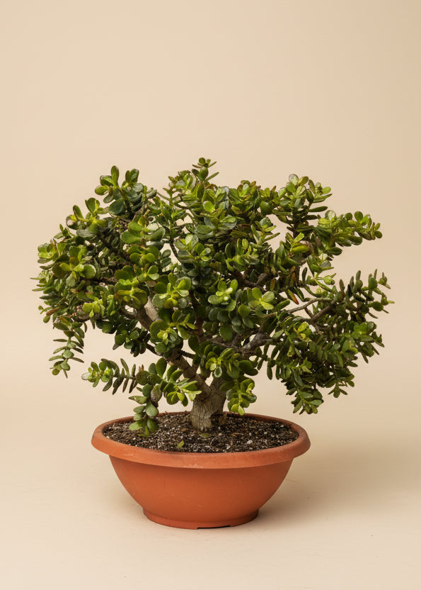 Jade Plant