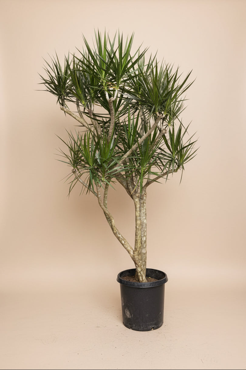 Dracaena Marginata