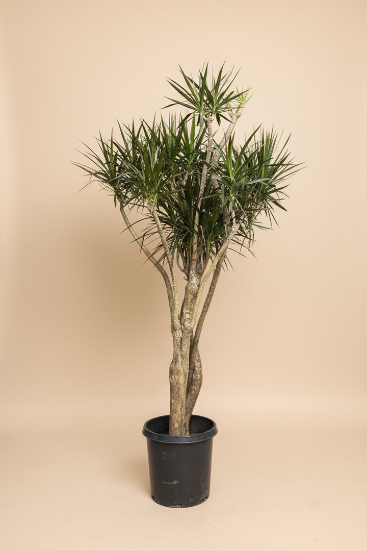 Dracaena Marginata