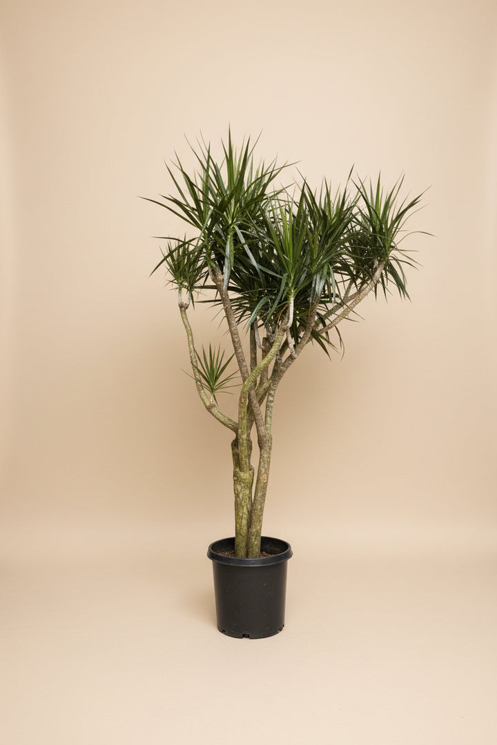Dracaena Marginata