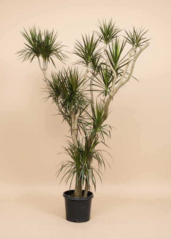 Dracaena Marginata
