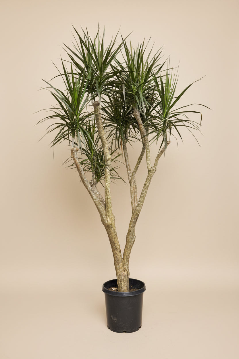 Dracaena Marginata