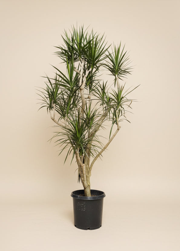 Dracaena Marginata