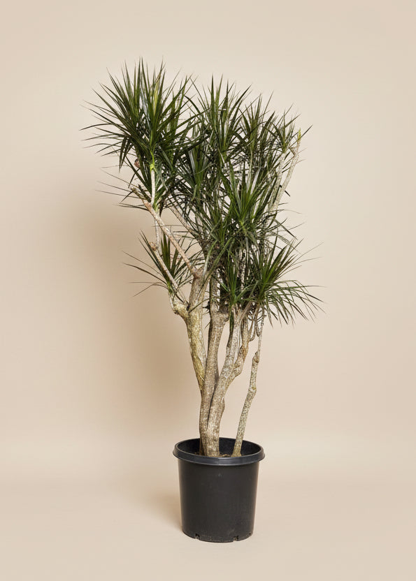 Dracaena Marginata