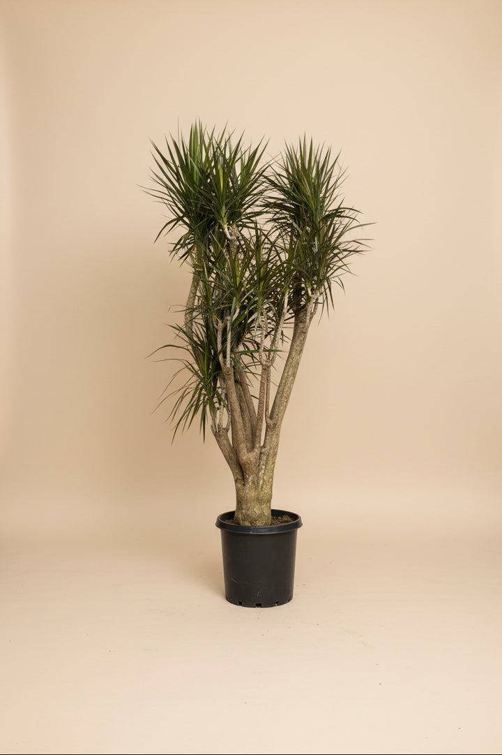 Dracaena Marginata