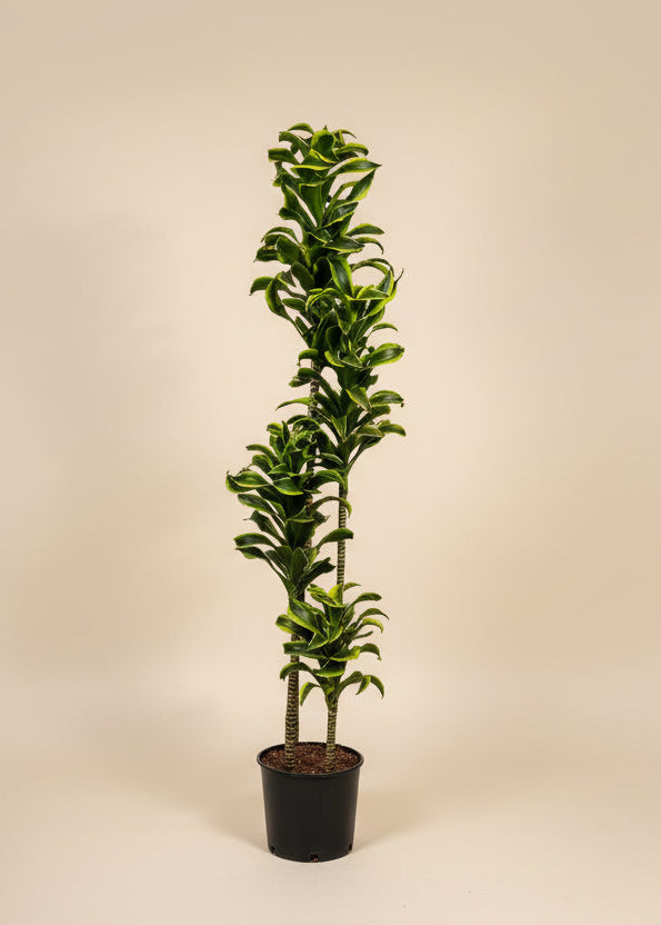 Dracaena 'Tornado'