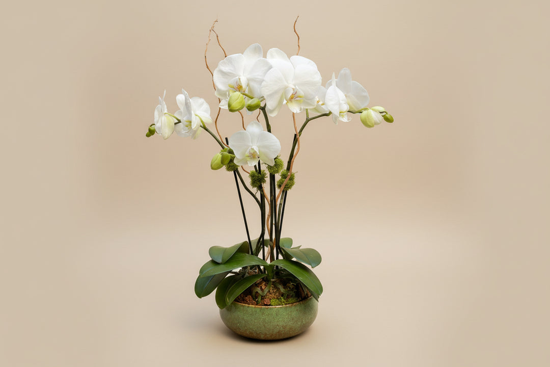 Orchid Arrangement – Program