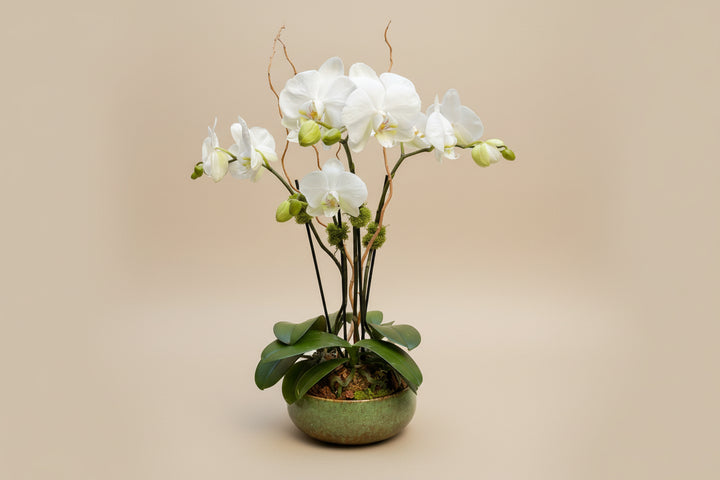 Orchid Arrangement – Program