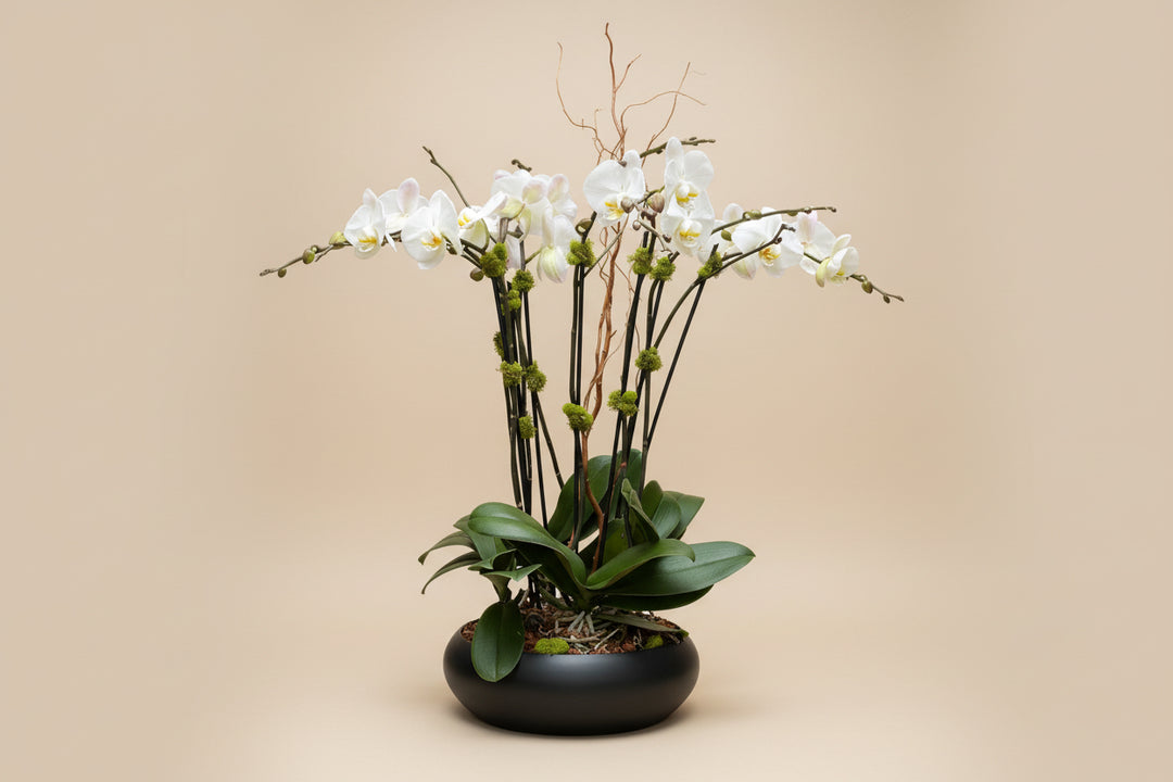Orchid Arrangement – Program