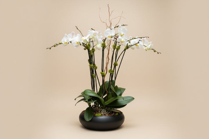 Orchid Arrangement – Program