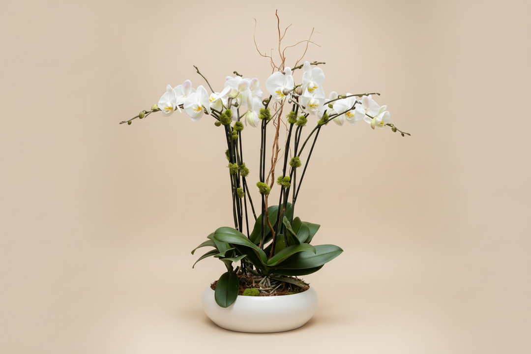 Orchid Arrangement – Program