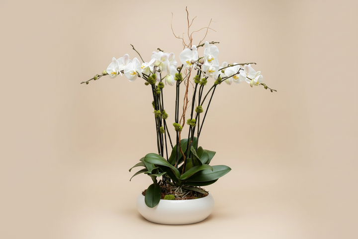 Orchid Arrangement – Program