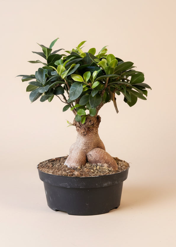 Ficus Ginseng Bonsai