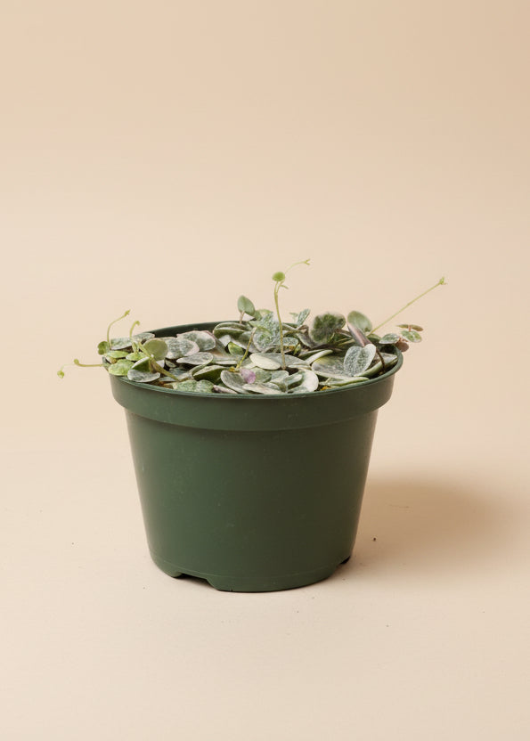 Variegated String of Hearts
