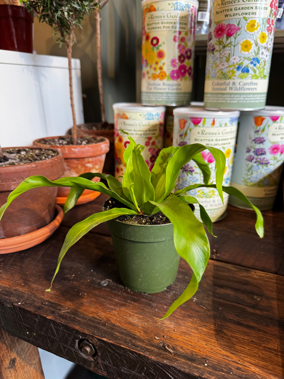 Antiquum Fern