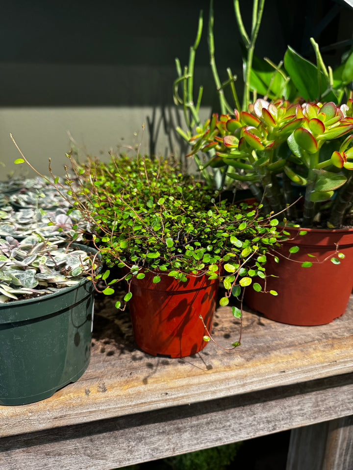Creeping Wire Vine