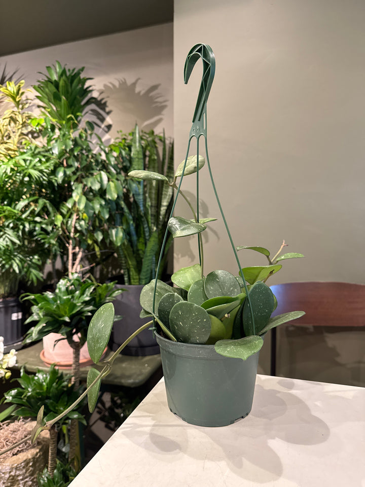 Hoya Obovata