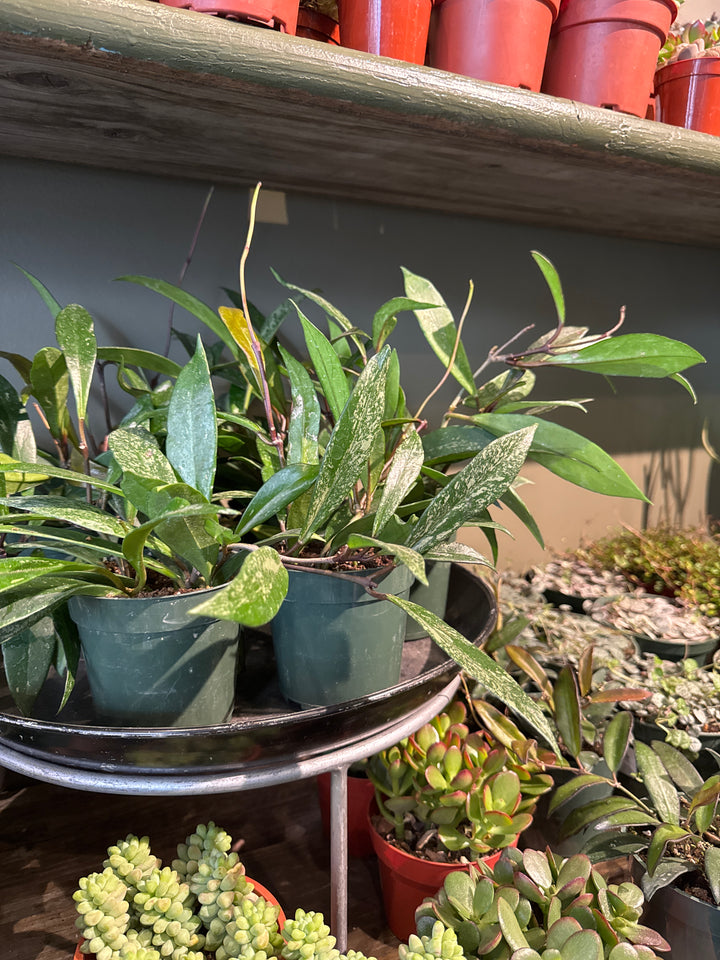 Hoya Pubicalyx