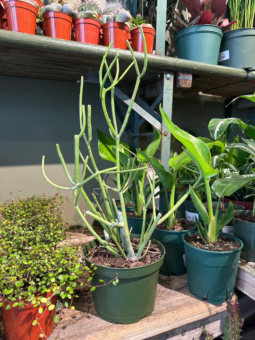 Pencil Cactus