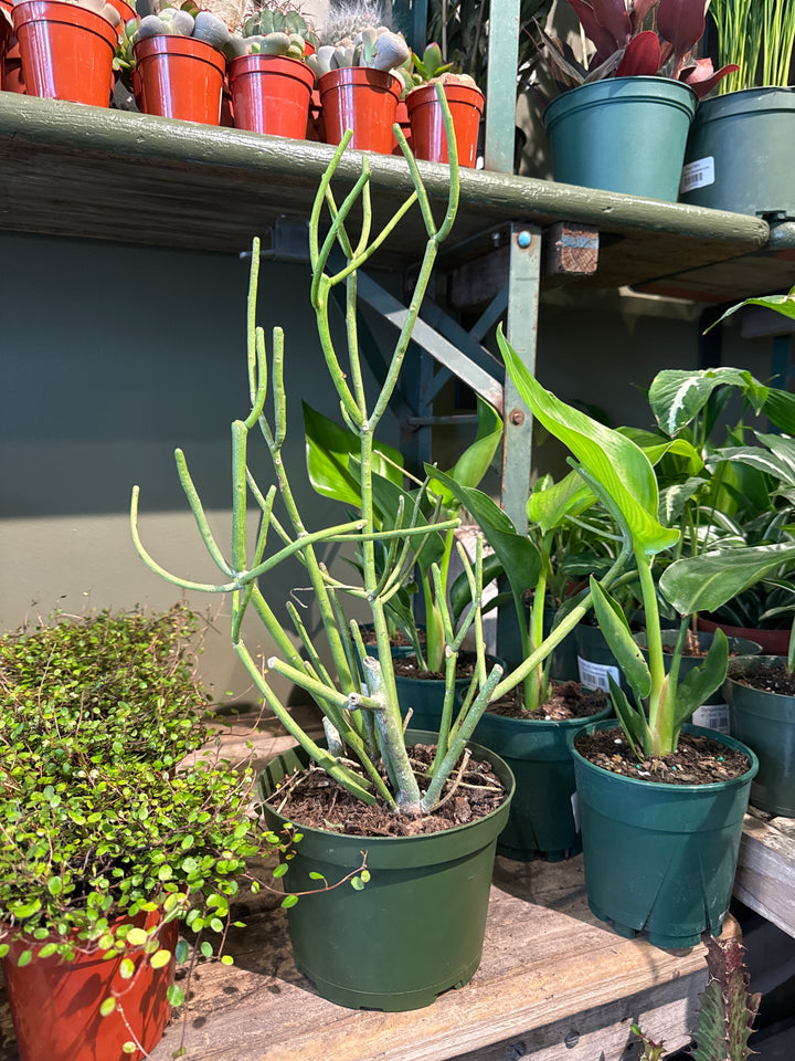 Pencil Cactus