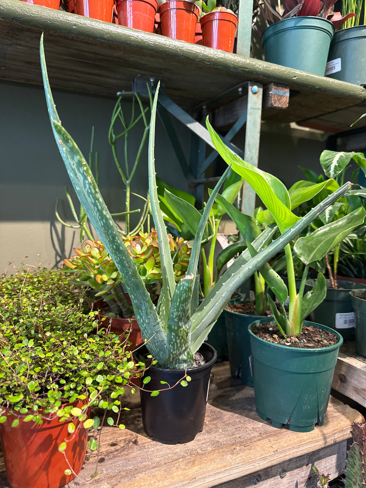 Aloe Vera