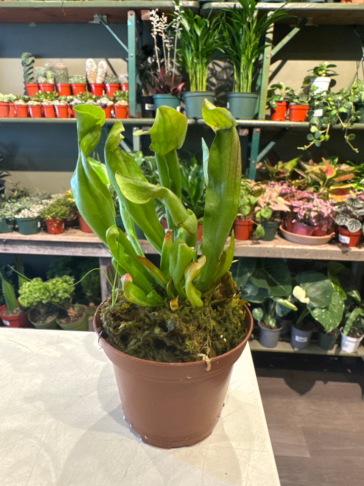 Pitcher Plant