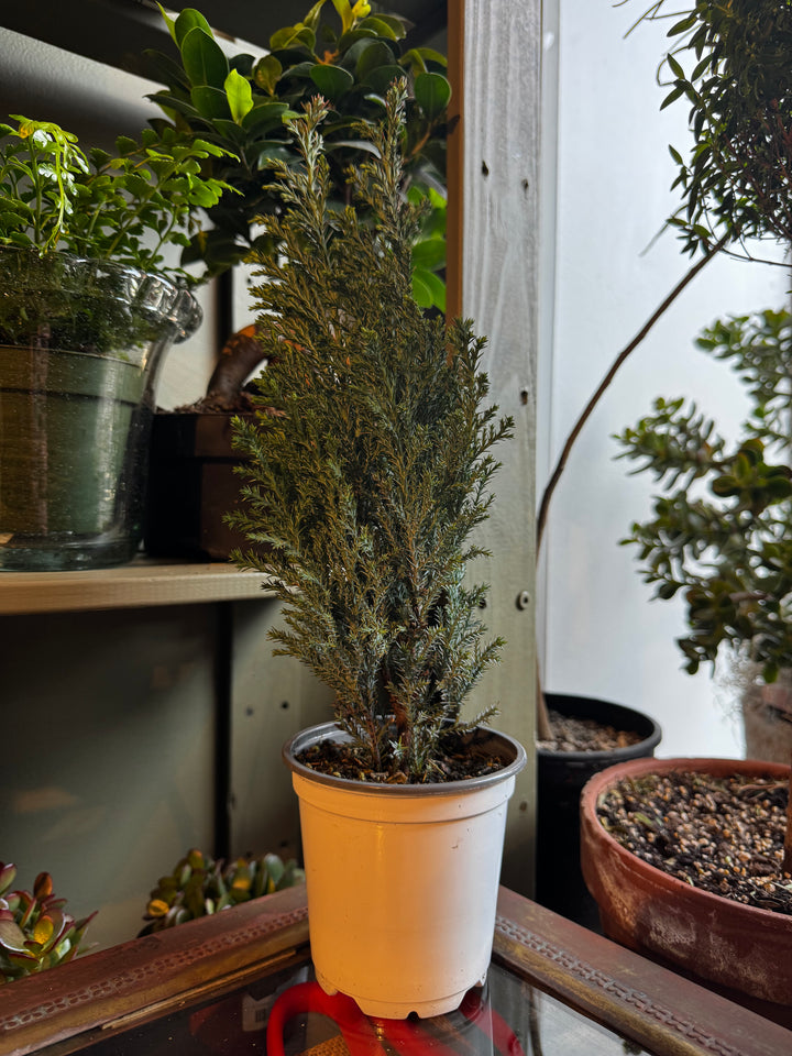 Moonlit Cypress