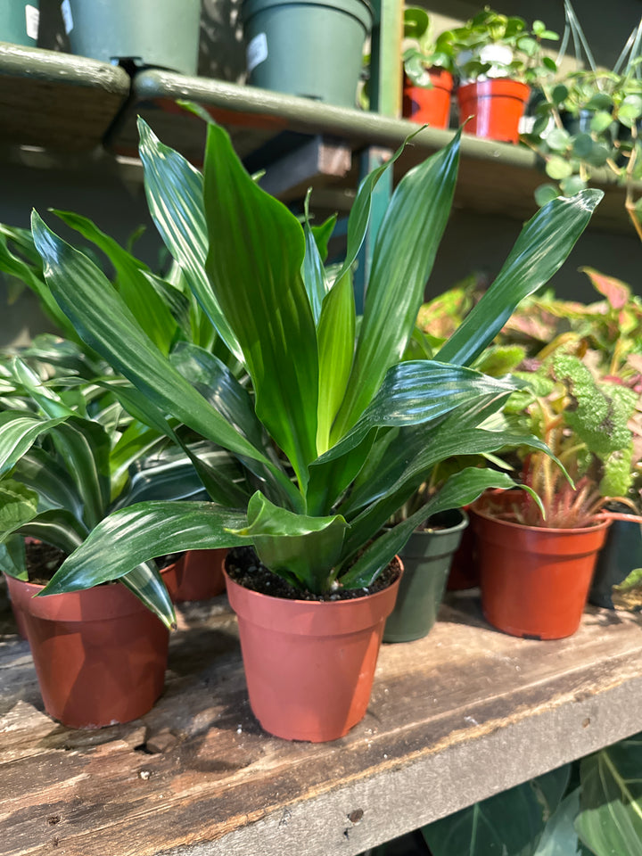 Dracaena Green Jewel