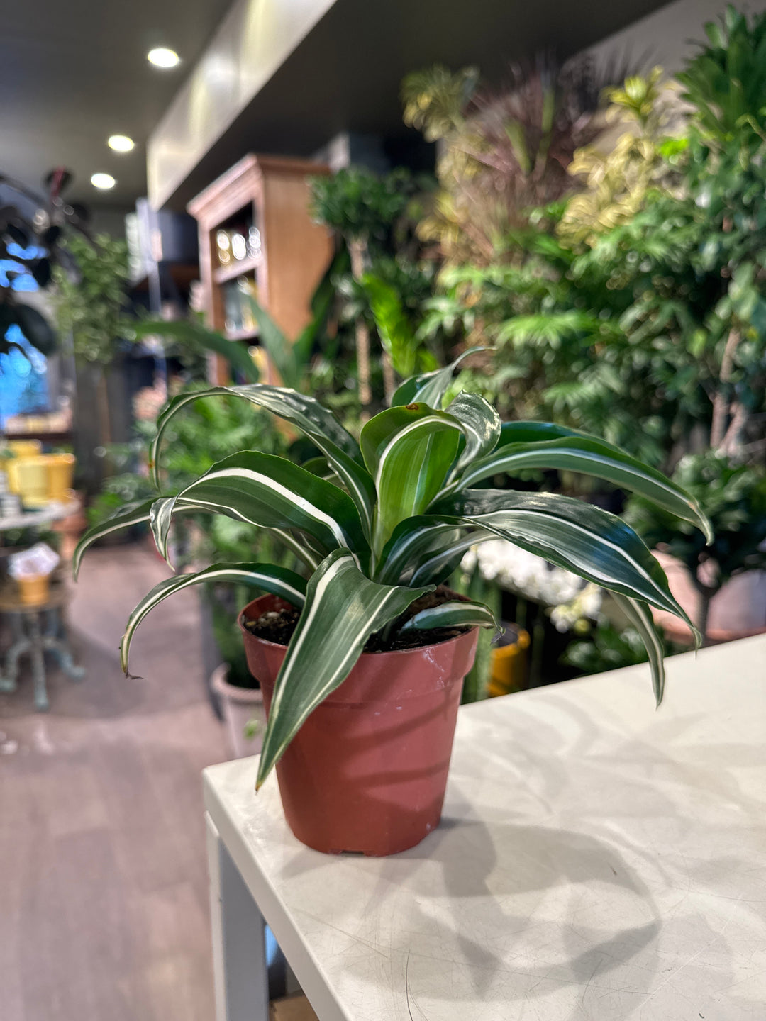 Dracaena Jade Jewel